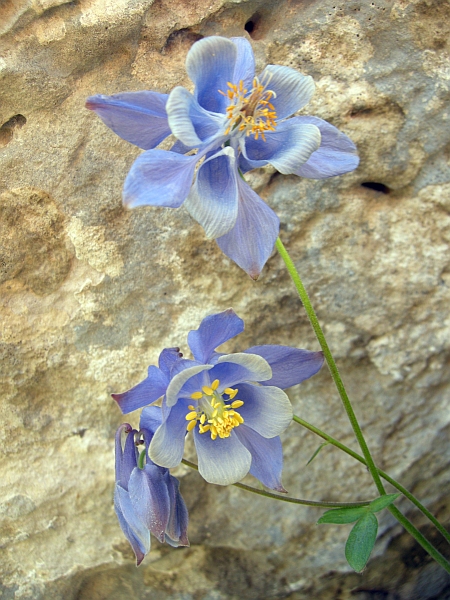 Aquilegia magellensis /  Aquilegia magellense